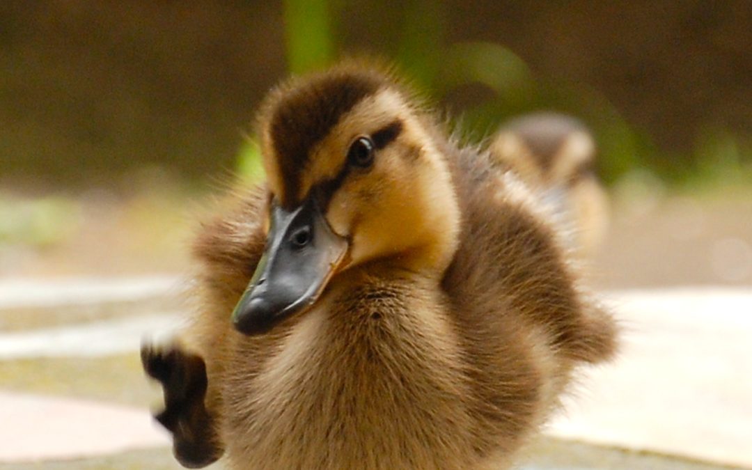 Le vilain petit canard